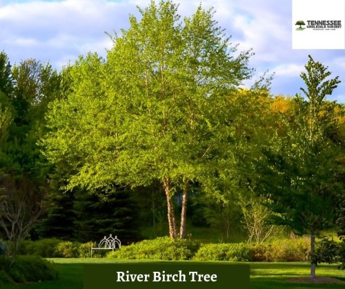 Wholesale River Birch Trees for Sale
Visit: https://www.tennesseewholesalenursery.com/wholesale-river-birch-trees-for-sale/