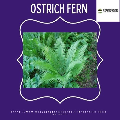 Ostrich-Fern.jpg