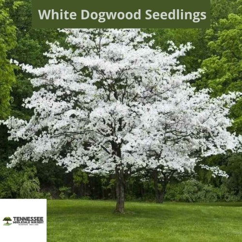 White Dogwood Seedlings or Cornus Florida is an excellent tree for landscapes all year long. It provides brilliant white star-shaped flowers and graceful foliage as well as berries in winter. It is deciduous and easy to grow in a yard by itself or as a border.

Order at : https://www.wholesalenurseryco.com/white-dogwood-seedlings-for-sale/