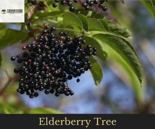 If you are looking for one of the most versatile and most comfortable plants to grow in your garden, you might want to consider growing Elderberry Fascines. The plant initially comes from Central Europe and Northern America and is commonly found in empty fields, lining forests, or along roadsides. People choose to grow Elderberry Fascines due to the many, many health benefits that elderberries can provide. Visit: https://www.wholesalenurseryco.com/elderberry-trees-for-sale/