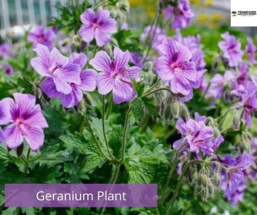 Geranium Plant