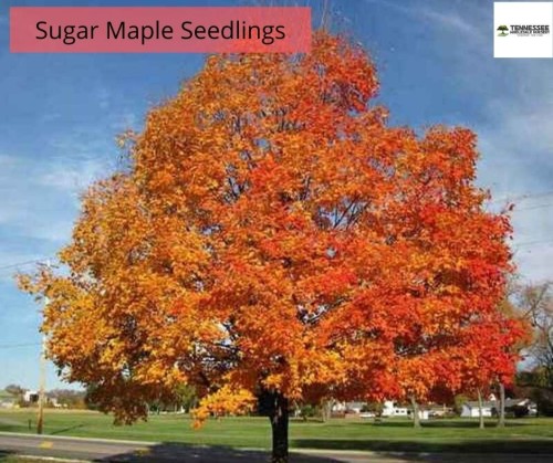 Sugar Maple seedlings or better known as Acer Saccharum are Long Living and Easily Adaptable Deciduous. These trees make lovely shade trees and could cut down on cooling costs due to the shade they provide. These trees prefer to be planted deep in the well-drained and moist soil.

Visit : https://www.wholesalenurseryco.com/sugar-maple-seedlings-for-sale/
