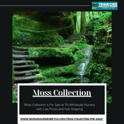 Moss Collection creates a look in a terrarium and adds texture and depth to shade planters or hanging gardens. Moss likes dark fertile soil and full shade.Moss Collection is For Sale at TN Wholesale Nursery with Low Prices and Fast Shipping

Visit : wholesalenurseryco.com/moss-collection-for-sale/