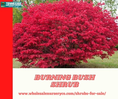 Burning bush shrubs are mounded, with multiple stems and angular branches. They have vibrant red leaves in fall that appear as if on fire. Lowest price. Buy Burning Bushes, Euonymus Alatus Online at Wholesale Nursery Co.

Visit: https://www.wholesalenurseryco.com/shrubs-for-sale/