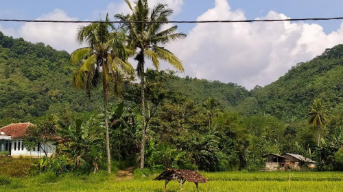 15.-KELAPA-GUNUNG-TUA.png