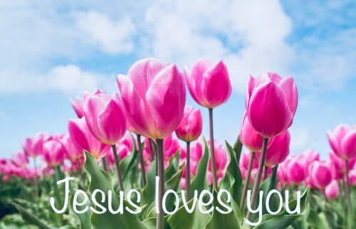 hot pink tulips Jesus loves you