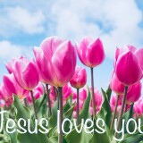 hot-pink-tulips-Jesus-loves-you