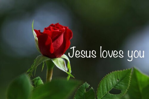 rose bloom Jesus loves you
