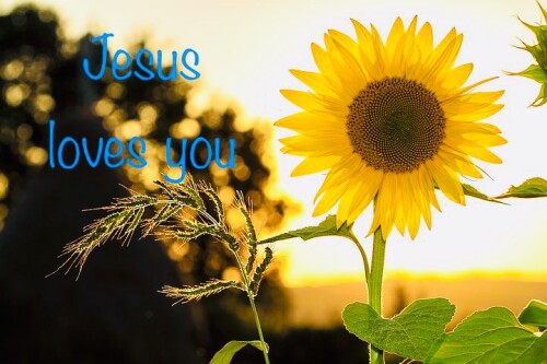 sunflower Jesus loves you