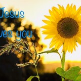 sunflower-Jesus-loves-you