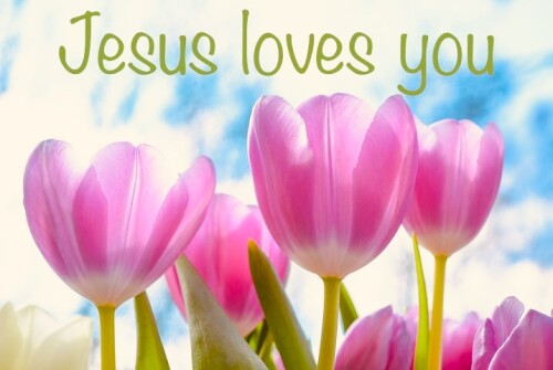 upward pink tulips Jesus loves you