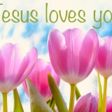 upward-pink-tulips-Jesus-loves-you