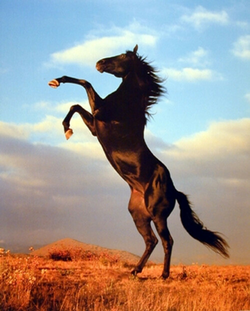 Black_Stallion_Rearing_Posters_II__04729.jpeg