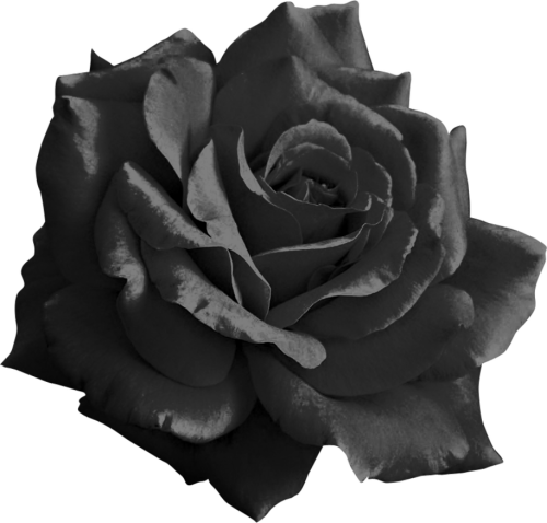 black_rose_png_by_yotoots_dbnqy8g-pre.png