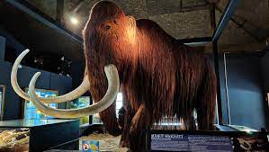 mamut-3.jpeg