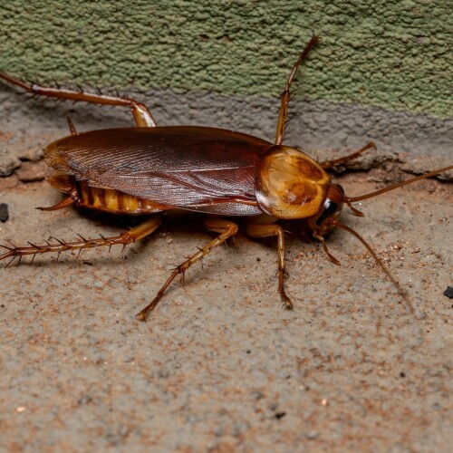 Flatline Pest Control is your trusted partner for comprehensive cockroach control on the Central Coast. Our skilled team employs advanced techniques to eliminate cockroach infestations, providing tailored solutions for homes and businesses. Committed to excellence, we prioritize customer satisfaction, ensuring a cockroach-free environment. Choose Flatline Pest Control for reliable and efficient cockroach control services, delivering peace of mind and safeguarding your property from these unwanted pests on the Central Coast.

Visit : https://www.flatlinepestcontrol.com.au/

Call Now : 0451 677 228