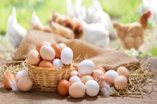 Best-Natukodi-Eggs-in-Hyderabad.webp