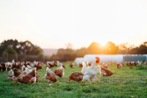 Poultry-Farm-in-Hyderabad.webp