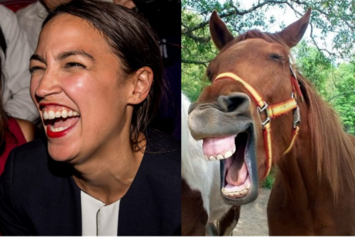 AOC_horse-face.png