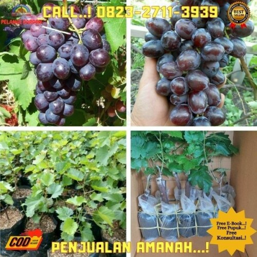 Pohon-Anggur-Giovani-Di-Kebumen-20.jpg