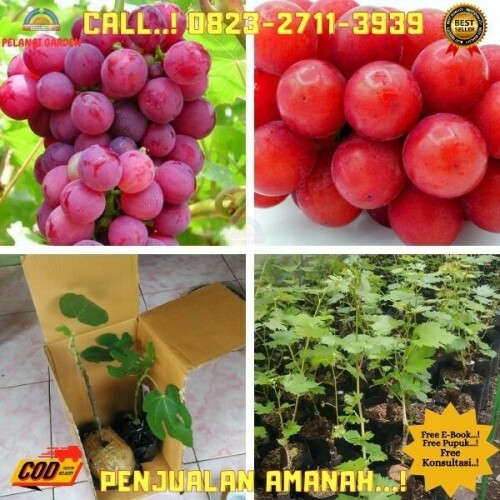 Klik https://wa.me/6282327113939 Pohon Anggur Merah Besar di Kebumen-Puring-Banjarejo, Pohon Anggur Yang Subur di Kebumen-Puring-Bumirejo , Pohon Anggur Yellow Belgia di Kebumen-Puring-Kaleng, Pohon Anggur Yang Tidak Merambat di Kebumen-Puring-Kedalemankulon , Pohon Anggur Yang Mudah Berbuah di Kebumen-Puring-Kedalemanwetan
PELANGI GARDEN
	
Melayani : 
1. Jasa Pengonsepan & Pembuatan Wisata Kebun/Alam & Edu Wisata DLL.
2. Jasa Pengonsepan, Penanaman, Perawatan, dan Pemasaran hasil Kebun/Pekarangan.
3. Jasa Pembuatan Taman Rumah, Sekolah & Kantor
4. Jual Berbagai Bibit Buah Unggul
5. Jual Pupuk, Obat & Media Tanam
6. Jual Berbagai Tanaman Bunga untuk Taman
7. Tempat Rekreasi, Wisata Edukasi, Tradisonal Kuliner & Tempat Berkumpulnya Keluarga.

Desa Purwosari Rt 06/01
Kec. Puring
Kab. Kebumen
Jawa Tengah 
Kode Pos 54383
( Sebelah Utara Balaidesa Purwosari )
Kunjungi juga socialmedia kita di : 
-https://linktr.ee/pelangigarden

Maps pelangi garden
-https://maps.app.goo.gl/h4eEfaHNgPPjXuQS6

Fanspage : 

Anggur : https://www.facebook.com/jualbibitanggurimportkebumen
Durian : https://www.facebook.com/Rahasiabudidayadurian
Kelengkeng : https://www.facebook.com/rahasiabudidayakelengkeng

#jasapembuatantaman
#jualbibitbuahbuahan
#tempatwisataedukasi
#jualbibitbungataman
#bibitangguraceh 
#bibitanggurangelica 
#bibitanggurautumnroyalsleman 
#bibitanggurakademikkulonprogo
#bibitanggurbandung 
#bibitanggurcianjur
bibit anggur brazil majalengka
bibit anggur brazil di medan
bibit anggur jawa tengah
bibit anggur brazil
bibit anggur merah
bibit anggur jupiter
bibit anggur ninel
jual bibit anggur brazil preco