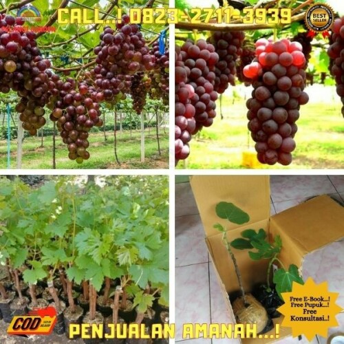 Klik https://wa.me/6282327113939 Pohon Anggur Unggulan di Kebumen-Prembun-Mulyosri, Pohon Anggur Vektor di Kebumen-Prembun-Pecarikan, Pohon Anggur Waktu Kecil di Kebumen-Prembun-Pesuningan, Pohon Anggur Wikipedia di Kebumen-Prembun-Prembun, Pohon Anggur Wine di Kebumen-Prembun-Sembirkadipaten
PELANGI GARDEN
	
Melayani : 
1. Jasa Pengonsepan & Pembuatan Wisata Kebun/Alam & Edu Wisata DLL.
2. Jasa Pengonsepan, Penanaman, Perawatan, dan Pemasaran hasil Kebun/Pekarangan.
3. Jasa Pembuatan Taman Rumah, Sekolah & Kantor
4. Jual Berbagai Bibit Buah Unggul
5. Jual Pupuk, Obat & Media Tanam
6. Jual Berbagai Tanaman Bunga untuk Taman
7. Tempat Rekreasi, Wisata Edukasi, Tradisonal Kuliner & Tempat Berkumpulnya Keluarga.

Desa Purwosari Rt 06/01
Kec. Puring
Kab. Kebumen
Jawa Tengah 
Kode Pos 54383
( Sebelah Utara Balaidesa Purwosari )
Kunjungi juga socialmedia kita di : 
-https://linktr.ee/pelangigarden

Maps pelangi garden
-https://maps.app.goo.gl/h4eEfaHNgPPjXuQS6

Fanspage : 

Anggur : https://www.facebook.com/jualbibitanggurimportkebumen
Durian : https://www.facebook.com/Rahasiabudidayadurian
Kelengkeng : https://www.facebook.com/rahasiabudidayakelengkeng

#jasapembuatantaman
#jualbibitbuahbuahan
#tempatwisataedukasi
#jualbibitbungataman
#bibitanggurcattoncandy 
#bibitanggurcarnival 
#bibitanggurcrvkulonprogo 
#bibitanggurcottoncandyyogyakarta 
#bibitanggurdixon 
#bibitanggurdibekasi
jual bibit anggur brazil di pekanbaru
jual bibit anggur brazil sudah berbuah
macam bibit anggur
bibit anggur jawa tengah
harga bibit anggur lokal
beli bibit anggur
bibit anggur jogja
pohon anggur merambat