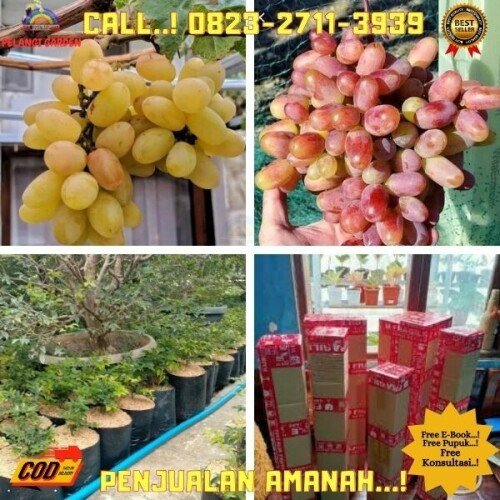 Klik https://wa.me/6282327113939 Pohon Anggur Yang Lebat di Kebumen-Prembun-Tunggalroso, Pohon Anggur Youtube di Kebumen-Puring-Arjowinangun, Pohon Anggur Yang Masih Kecil di Kebumen-Puring-Banjarejo, Pohon Anggur Yang Subur di Kebumen-Puring-Bumirejo , Pohon Anggur Yellow Belgia di Kebumen-Puring-Kaleng
PELANGI GARDEN
	
Melayani : 
1. Jasa Pengonsepan & Pembuatan Wisata Kebun/Alam & Edu Wisata DLL.
2. Jasa Pengonsepan, Penanaman, Perawatan, dan Pemasaran hasil Kebun/Pekarangan.
3. Jasa Pembuatan Taman Rumah, Sekolah & Kantor
4. Jual Berbagai Bibit Buah Unggul
5. Jual Pupuk, Obat & Media Tanam
6. Jual Berbagai Tanaman Bunga untuk Taman
7. Tempat Rekreasi, Wisata Edukasi, Tradisonal Kuliner & Tempat Berkumpulnya Keluarga.

Desa Purwosari Rt 06/01
Kec. Puring
Kab. Kebumen
Jawa Tengah 
Kode Pos 54383
( Sebelah Utara Balaidesa Purwosari )
Kunjungi juga socialmedia kita di : 
-https://linktr.ee/pelangigarden

Maps pelangi garden
-https://maps.app.goo.gl/h4eEfaHNgPPjXuQS6

Fanspage : 

Anggur : https://www.facebook.com/jualbibitanggurimportkebumen
Durian : https://www.facebook.com/Rahasiabudidayadurian
Kelengkeng : https://www.facebook.com/rahasiabudidayakelengkeng

#jasapembuatantaman
#jualbibitbuahbuahan
#tempatwisataedukasi
#jualbibitbungataman
#bibitanggurflamenco 
#bibitanggurgrosir 
#bibitanggurgiovani 
#bibitanggurgenjah 
#bibitanggurgozv 
#bibitanggurgiovanni
bibit anggur merah shopee
bibit anggur merah dari biji
bibit anggur merah jogja
bibit anggur brazil sudah berbuah
bibit anggur brazil preco
bibit anggur brazil sabara
bibit anggur brazil okulasi
bibit anggur brazil jogja