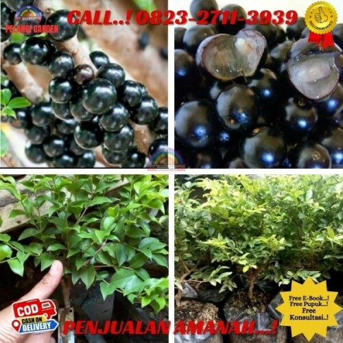 Bibit-Buah-Anggur-Brazil-Di-Kebumen-40.jpg