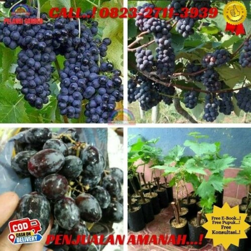 Bibit-Buah-Anggur-Hitam-Di-Kebumen-45.jpg