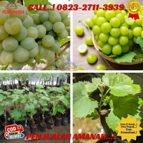 Klik https://wa.me/6282327113939 Pohon Anggur Hijau Unggulan di Kebumen-Puring-Madurejo , Pohon Anggur Umur 2 Bulan di Kebumen-Puring-Pasuruhan , Bibit Buah Anggur Import di Kebumen-Puring-Puliharjo, Bibit Buah Anggur Brazil di Kebumen-Puring-Purwoharjo , Bibit Buah Anggur Hitam di Kebumen-Puring-Purwosari
PELANGI GARDEN
	
Melayani : 
1. Jasa Pengonsepan & Pembuatan Wisata Kebun/Alam & Edu Wisata DLL.
2. Jasa Pengonsepan, Penanaman, Perawatan, dan Pemasaran hasil Kebun/Pekarangan.
3. Jasa Pembuatan Taman Rumah, Sekolah & Kantor
4. Jual Berbagai Bibit Buah Unggul
5. Jual Pupuk, Obat & Media Tanam
6. Jual Berbagai Tanaman Bunga untuk Taman
7. Tempat Rekreasi, Wisata Edukasi, Tradisonal Kuliner & Tempat Berkumpulnya Keluarga.

Desa Purwosari Rt 06/01
Kec. Puring
Kab. Kebumen
Jawa Tengah 
Kode Pos 54383
( Sebelah Utara Balaidesa Purwosari )
Kunjungi juga socialmedia kita di : 
-https://linktr.ee/pelangigarden

Maps pelangi garden
-https://maps.app.goo.gl/h4eEfaHNgPPjXuQS6

Fanspage : 

Anggur : https://www.facebook.com/jualbibitanggurimportkebumen
Durian : https://www.facebook.com/Rahasiabudidayadurian
Kelengkeng : https://www.facebook.com/rahasiabudidayakelengkeng

#jasapembuatantaman
#jualbibitbuahbuahan
#tempatwisataedukasi
#jualbibitbungataman
bibit anggur siap berbuah
jual bibit anggur sudah berbuah
bibit anggur import yang cocok di indonesia
jual bibit anggur terdekat
harga pohon anggur yang sudah berbuah
daftar harga bibit anggur import
bibit anggur import terbaik
jual bibit anggur import di bandung