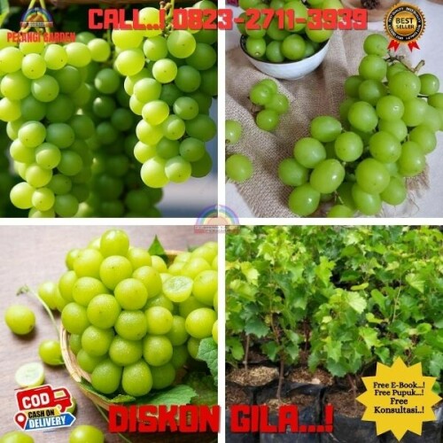 Jual-Bibit-Buah-Anggur-Hijau-Di-Kebumen-15.jpg