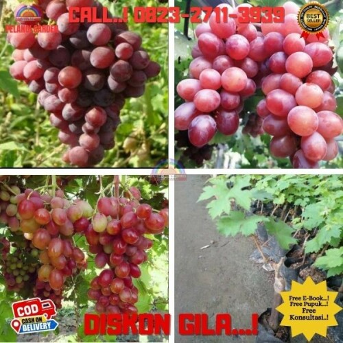 Klik https://wa.me/6282327113939 Bibit Buah Anggur Ninel di Kebumen-Puring-Srusuh jurutengah , Bibit Buah Anggur Pohon di Kebumen-Puring-Surorejan , Bibit Buah Anggur Terdekat di Kebumen-Puring-Tambakmulyo, Bibit Cutting Anggur di Kebumen-Puring-Tukinggedong, Bibit Tanaman Anggur Import di Kebumen-Puring-Waluyorejo
PELANGI GARDEN
	
Melayani : 
1. Jasa Pengonsepan & Pembuatan Wisata Kebun/Alam & Edu Wisata DLL.
2. Jasa Pengonsepan, Penanaman, Perawatan, dan Pemasaran hasil Kebun/Pekarangan.
3. Jasa Pembuatan Taman Rumah, Sekolah & Kantor
4. Jual Berbagai Bibit Buah Unggul
5. Jual Pupuk, Obat & Media Tanam
6. Jual Berbagai Tanaman Bunga untuk Taman
7. Tempat Rekreasi, Wisata Edukasi, Tradisonal Kuliner & Tempat Berkumpulnya Keluarga.

Desa Purwosari Rt 06/01
Kec. Puring
Kab. Kebumen
Jawa Tengah 
Kode Pos 54383
( Sebelah Utara Balaidesa Purwosari )
Kunjungi juga socialmedia kita di : 
-https://linktr.ee/pelangigarden

Maps pelangi garden
-https://maps.app.goo.gl/h4eEfaHNgPPjXuQS6

Fanspage : 

Anggur : https://www.facebook.com/jualbibitanggurimportkebumen
Durian : https://www.facebook.com/Rahasiabudidayadurian
Kelengkeng : https://www.facebook.com/rahasiabudidayakelengkeng

#jasapembuatantaman
#jualbibitbuahbuahan
#tempatwisataedukasi
#jualbibitbungataman
#bibitanggurlaut
#bibitanggurmoondrop 
#bibitanggurmagelang 
#bibitanggurninelimpor 
#bibitanggurninaqueenpurworejo 
#bibitanggurninnel
jual bibit anggur brazil sudah berbuah
macam bibit anggur
bibit anggur jawa tengah
harga bibit anggur lokal
beli bibit anggur
bibit anggur jogja
pohon anggur merambat
pohon anggur merah kecil