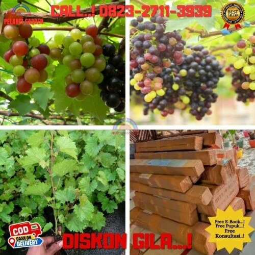 Jual-Bibit-Buah-Anggur-Pohon-Di-Kebumen-25.jpg