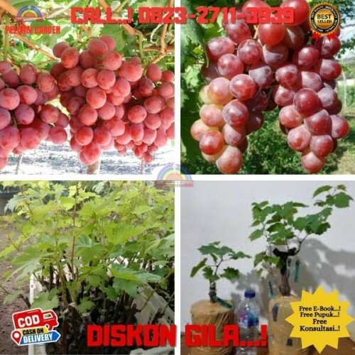 Jual-Bibit-Buah-Anggur-Terdekat-Di-Kebumen-30.jpg