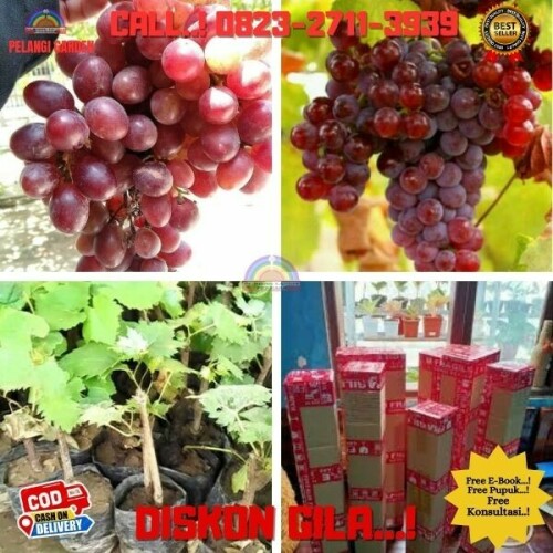 Jual-Bibit-Cutting-Anggur-Di-Kebumen-35.jpg