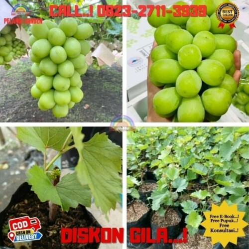 Jual-Bibit-Tanaman-Anggur-Import-Di-Kebumen-40.jpg