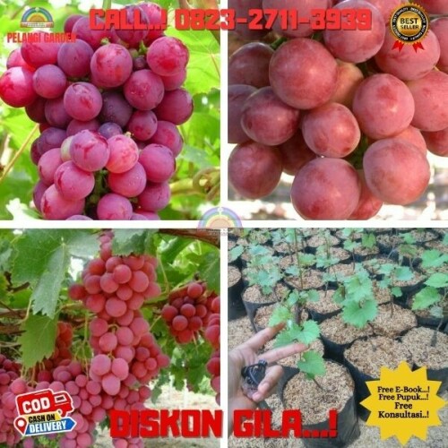 Jual-Bibit-Tanaman-Anggur-Merah-Di-Kebumen-45.jpg