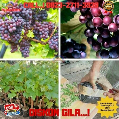 Jual-Bibit-Tanaman-Buah-Anggur-Di-Kebumen-50.jpg