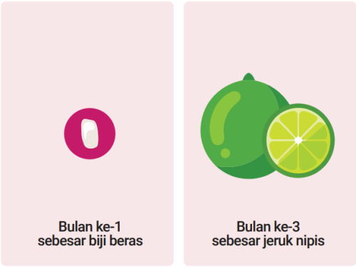 Usia-Kehamilan-1-3-Bulan-Trimester-1.png