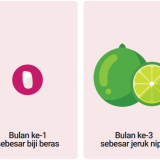 Usia-Kehamilan-1-3-Bulan-Trimester-1