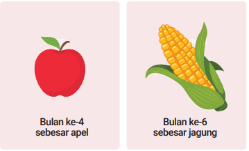 Usia-Kehamilan-4-6-Bulan-Trimester-2.png