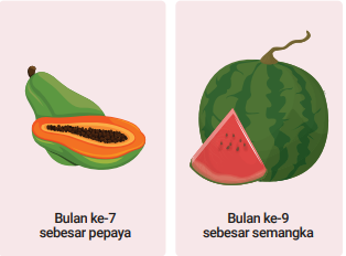Usia-Kehamilan-7-9-Bulan-Trimester-3.png