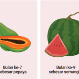 Usia-Kehamilan-7-9-Bulan-Trimester-3