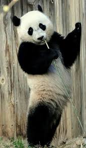 panda.jpeg