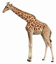 Giraffie.jpg