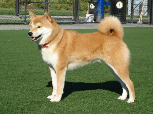 dog.jpg