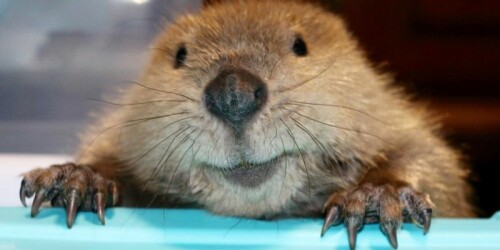 beaver_004.jpg