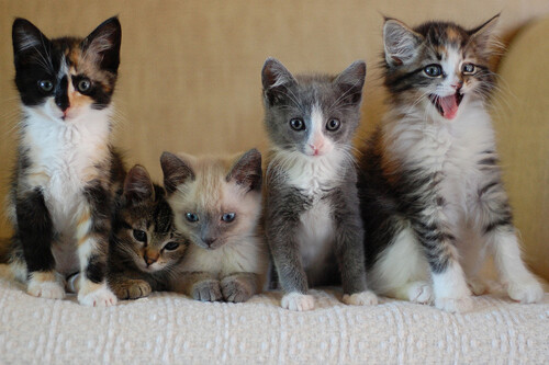 kittycommittee2.jpg