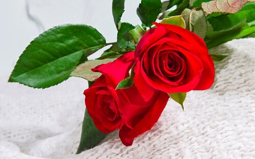 Rose-12.jpg
