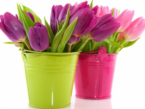 Tulip.jpg